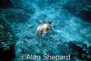 Great natural light pic of a turtle in H-Bay, Oahu, Hawai... by Alan Shepard 
